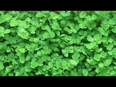 Υψηλής ποιότητας έξυπνες συσκευές από την Κίνα.